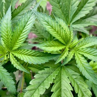 Freiburger Fachkongress zur Legalisierung von Cannabis