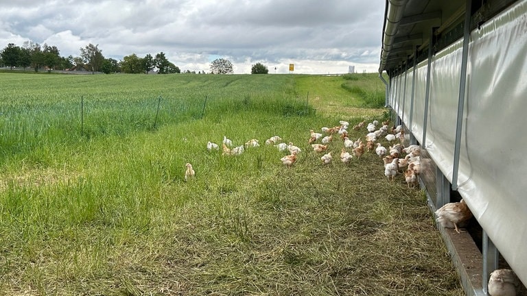 Weidehähnchen - regionales und artgerechtes Hühnerfleisch aus dem Südschwarzwald