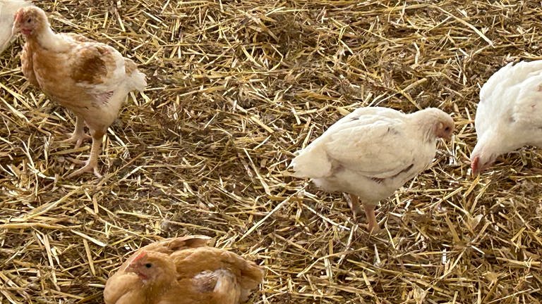 Weidehähnchen - regionales und artgerechtes Hühnerfleisch aus dem Südschwarzwald