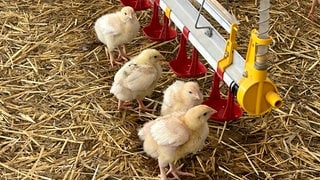 Weidehähnchen - regionales und artgerechtes Hühnerfleisch aus dem Südschwarzwald