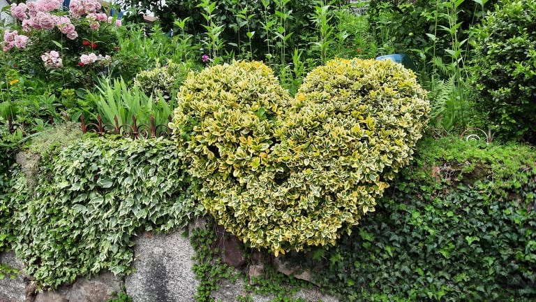 "Liebe muss wachsen" - hat sich Marion Eiche gedacht, als sie in Kirchzarten (Kreis Breisgau-Hochschwarzwald) an diesem Vorgarten vorbeigelaufen ist. 