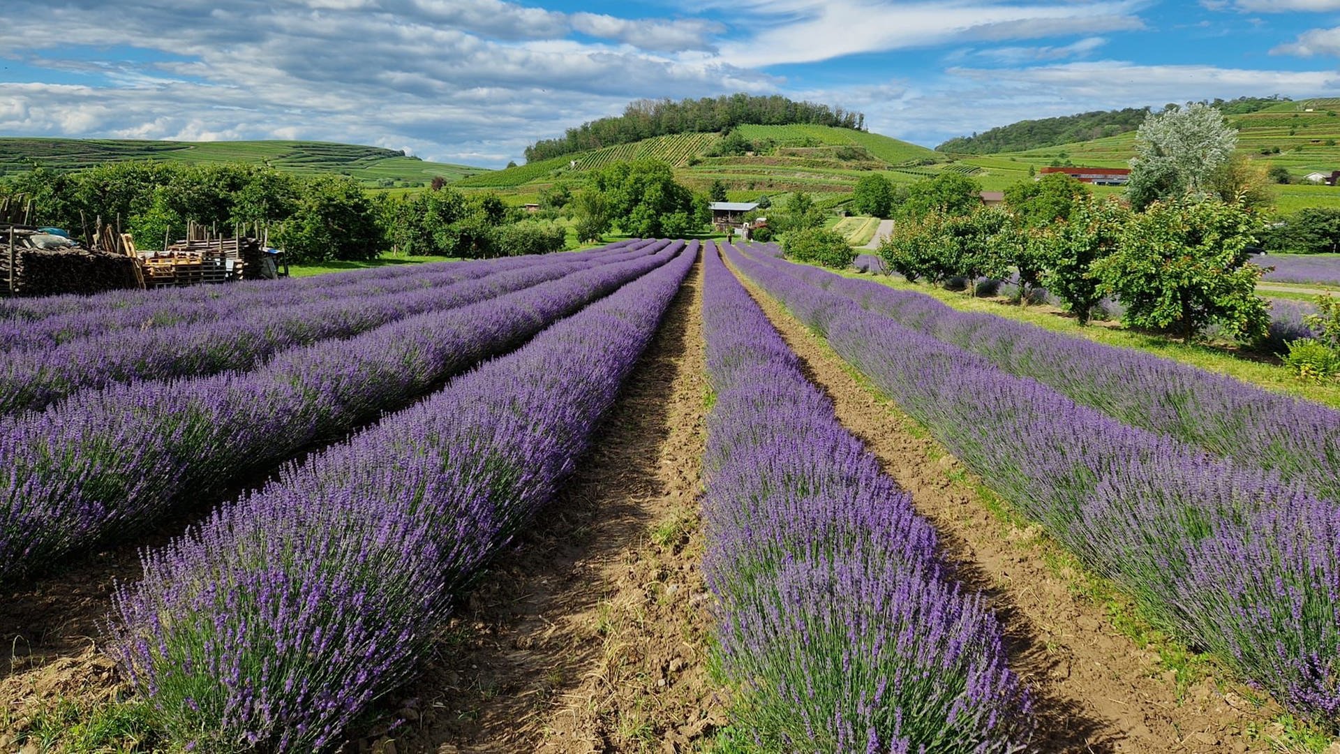 Konkurrenz zur Provence: Der Lavendel-Hotspot am Kaiserstuhl 