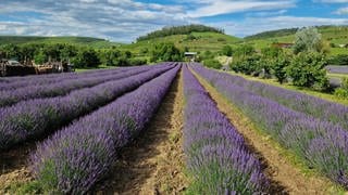 Man könnte schwören, es sei die Provence. Doch tatsächlich handelt es sich um Bischoffingen am Kaiserstuhl. Seit 2021 erblühen dort die violetten Blütenmeere.