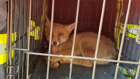 Ein kleiner Fuchs sitzt in einem Käfig und streckt die Zunge raus. Nachdem er aus einem Fußballtornetz in Offenburg gerettet wurde, sitzt er in einem Transportkäfig.
