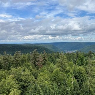 Ausblick über den Nationalpark Schwarzwald. (Symbolbild)