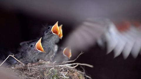 Drei Jungvögel in einem Netz sperren ihre Schnäbel weit auf.