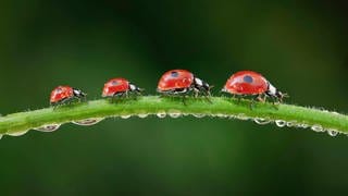 Vier Marienkäfer krabbeln einen nassen Grashalm entlang. Die Insekten finden wegen des vielen Regens viele Blattläuse zum Fressen.
