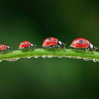 Vier Marienkäfer krabbeln einen nassen Grashalm entlang. Die Insekten finden wegen des vielen Regens viele Blattläuse zum Fressen.