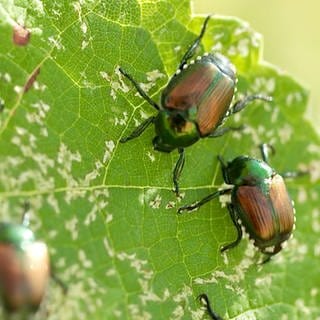 Braun und grün glänzende Käfer krabbeln über ein Blatt.