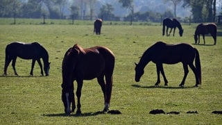 Die verendeten Tiere standen auf einer Weide im Obermattenweg. (Symbolbild)