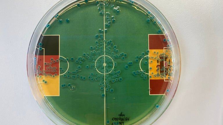 Petrischale mit Bakterienkolonie - im Strafraum der Spanier haben sich mehr Bakterien angesiedelt