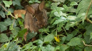 Zwergkaninchen im Garten