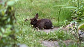 Ein Zwergkaninchen sitzt in einem Garten in Freiburg. Er ist vermutlich als blinder Passagier in einem Auto durch die halbe Stadt gereist.