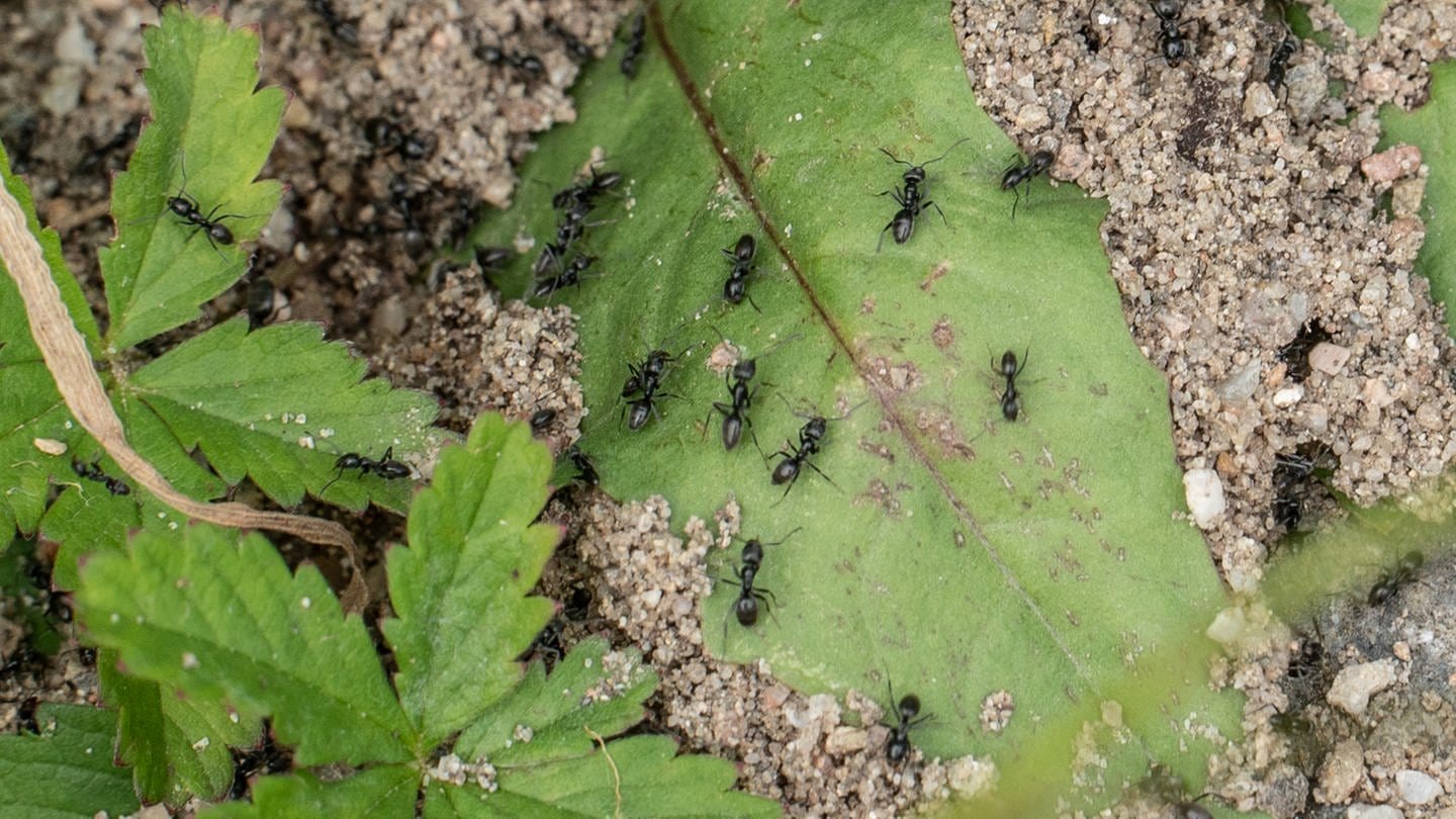 Die invasive Ameisenart 