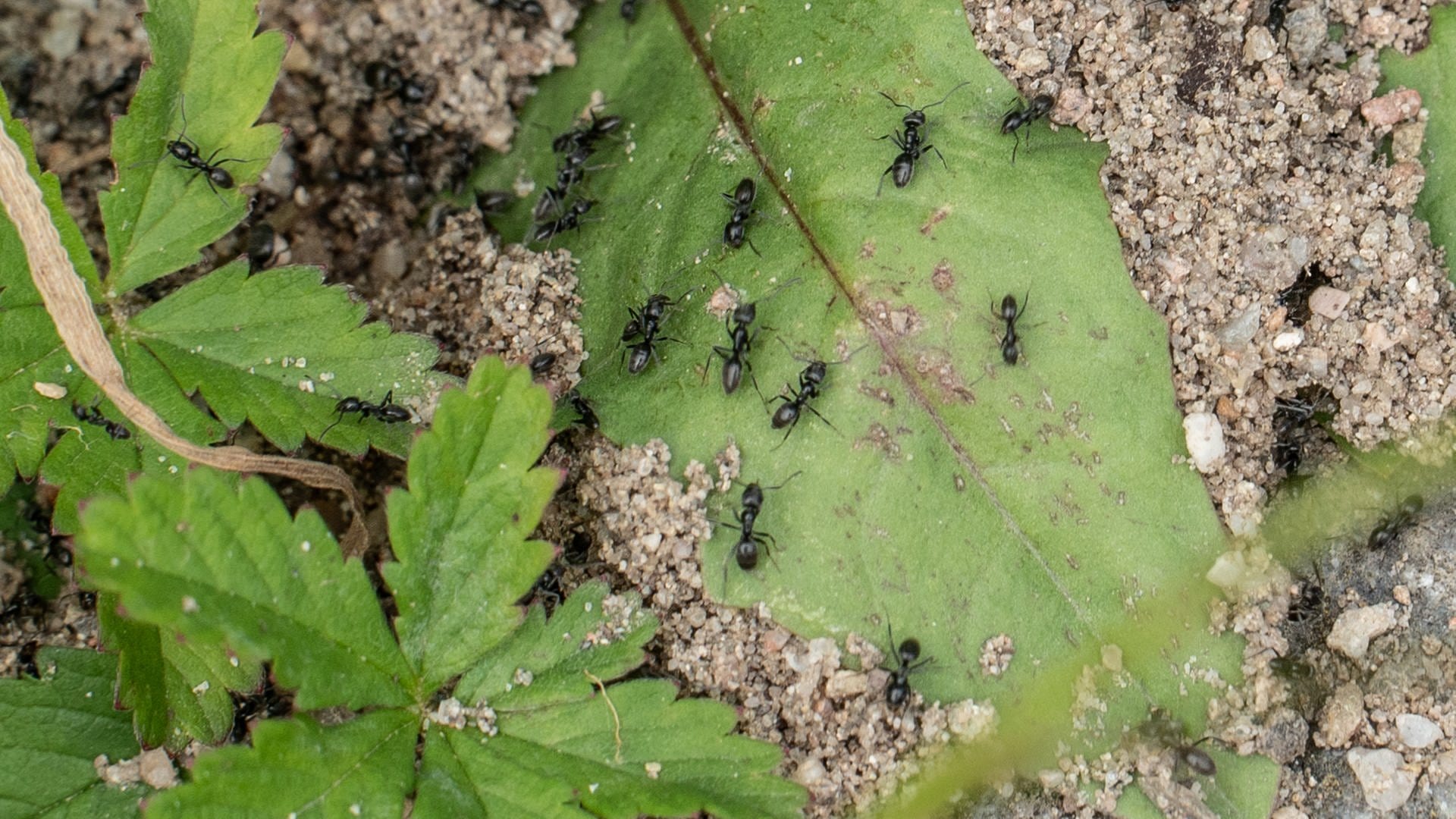 Kehl will die invasiven Ameisen jetzt selbst bekämpfen