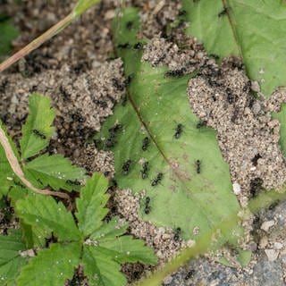 Die invasive Ameisenart "Tapinoma magnum" ist bisher in zwei Kehler Ortsteilen nachgewiesen worden. In anderen Ortsteilen gibt es Verdachtsfälle, aber die Tests zur Bestimmung der dortigen Arten sind noch nicht abgeschlossen.