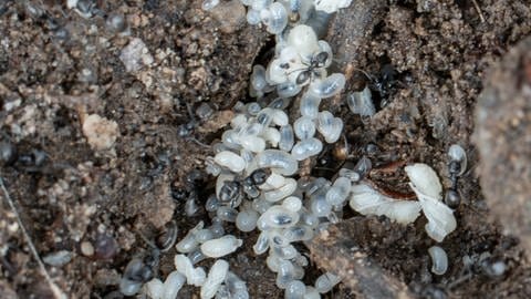 Ameisen der Art "Tapinoma magnum" legen sogenannte Superkolonien an, die sich über mehrere Hektar Fläche erstrecken können. Um sie erfolgreich zu bekämpfen, muss man die Königinnen töten.