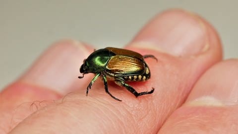 Der Japankäfer sieht fast aus wie ein Junikäfer, ist jedoch viel kleiner - hier ein Bild eines Käfers auf einem Finger
