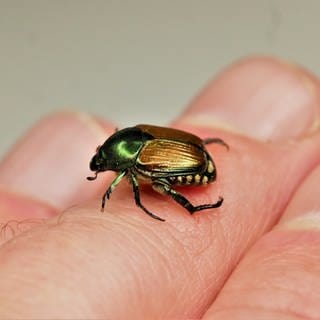 Der Japankäfer sieht fast aus wie ein Junikäfer, ist jedoch viel kleiner - hier ein Bild eines Käfers auf einem Finger