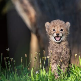 Ein Gepardenbaby springt grinsend über die Wiese.