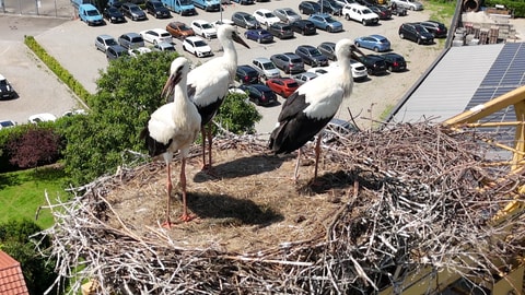 Störche im Nest