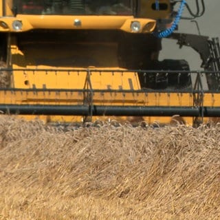 Dieser Mähdrescher kann auch im Schlamm das Getriede ernten.