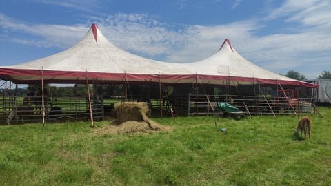 In diesem Stall übernachten die rund 20 Ponys, Lamas, Kamele und Dromedare des Zirkus.
