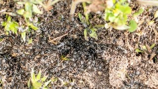 Viele Bewohner der Stadt Kehl leiden seit Jahren unter invasiven Ameisen, die Spielplätze besiedeln und massenhaft in Häuser eindringen. 