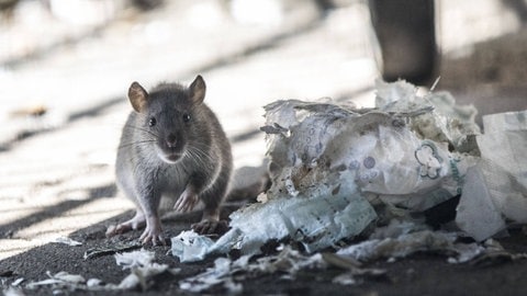 Eine Wanderratte hockt neben einem Haufen von zernagtem Papier.