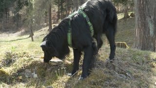Hund wird trainiert, um die Duftstoffe des Borkenkäfers zu finden