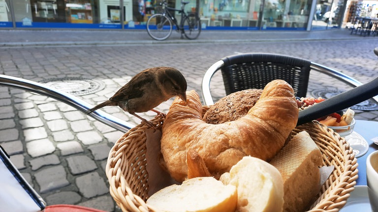 Ein Spatz auf einem Croissant im Brotkorb in einem Café. Er verdient das Adjektiv "frech" wohl zu recht. 