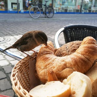 Ein Spatz auf einem Croissant im Brotkorb in einem Café. Er verdient das Adjektiv "frech" wohl zu recht. 