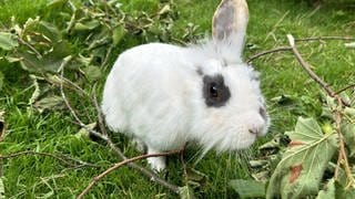 Ein weiß-schwarzes Kaninchen mit nur einem Ohr sitzt auf einer Wiese.
