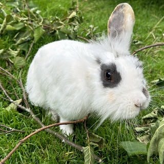 Ein weiß-schwarzes Kaninchen mit nur einem Ohr sitzt auf einer Wiese.