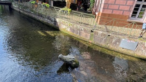Das Freiburger Krokodil aus Stein im Gewerbekanal.