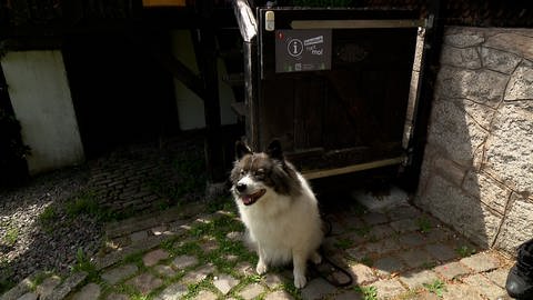 Schellsch halt mol - Aktion der Hochschwarzwald Tourismus GmbH