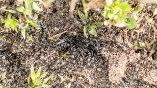 Die invasive Ameise Tapinoma magnum breitet sich nun auch im Landkreis Lörrach aus. 