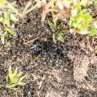 Die invasive Ameise Tapinoma magnum breitet sich nun auch im Landkreis Lörrach aus. 