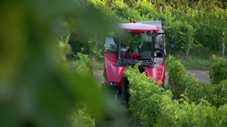 Der Vollernter unterwegs durch die Reben der Winzer Löffler in Staufen (Kreis Breisgau-Hochschwarzwald).