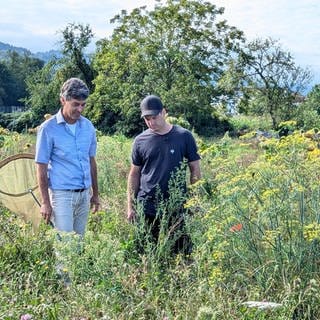 Ein Landwirt steht auf einer Ackerfläche, die mit wilden Blumen bewachsen ist.