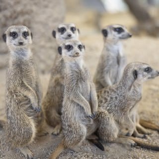 Eine Gruppe von Erdmännchen. Im Mundenhof in Freiburg wurde in ihr Gehege eingebrochen.