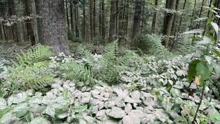 Kalk für einen gesünderen Waldboden. Hier am Belchen liegt der feine, weiße Staub auf Boden und wird vom Regen eingewaschen.