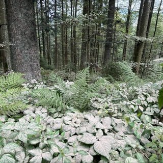 Kalk für einen gesünderen Waldboden. Hier am Belchen liegt der feine, weiße Staub auf Boden und wird vom Regen eingewaschen.