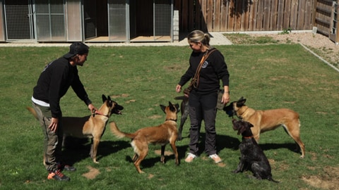 Spürhundtrainer und ihre Hunde