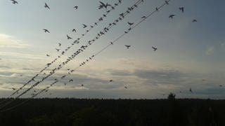 Schwalben sammeln sich auf Leitungen, um gemeinsam in den Süden zu fliegen.