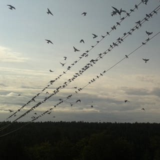 Schwalben sammeln sich auf Leitungen, um gemeinsam in den Süden zu fliegen.