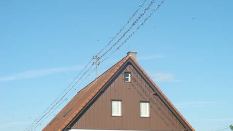 Hunderte Schwalben sitzen auf einer Stromleitung, die über ein Hausdach führt. Die Zugvögel sind bereits auf dem Weg in den Süden.