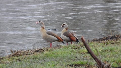 Nilgänse im Schwarzwaldbei Donaueschingen