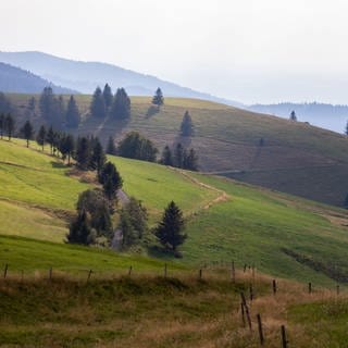 Hügel des Südschwarzwaldes