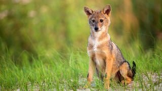 Ein junger Goldschakal-Welpe sitzt auf einer Wiese und schaut neugierig umher.